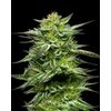 Mountaintop Mint, Фасовка: 3